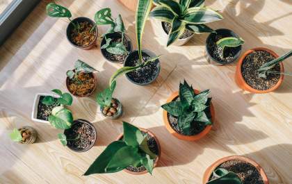 Ideias para criar espaços verdes em casa e encontrar tranquilidade na rotina urbana