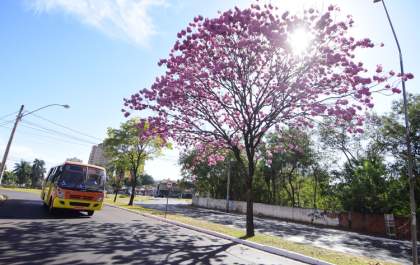 Birigui e Araçatuba estão entre as 8 cidades mais arborizadas do Brasil