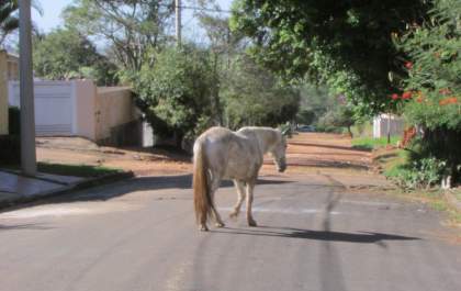 Prefeitura de Araçatuba contrata serviço para recolher animais de grande porte