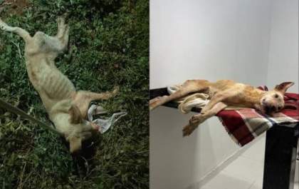 Cachorrinha vítima de maus-tratos não resiste e morre em Três Lagoas