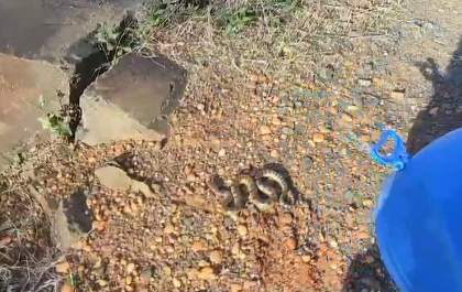 Filhote de sucuri é encontrado dentro de carro em lava-jato
