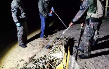 Onça-pintada que matou caseiro no Pantanal é capturada e levada para reabilitação em Campo Grande