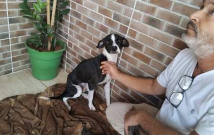 Mais um caso de maus-tratos a animais choca moradores de Castilho