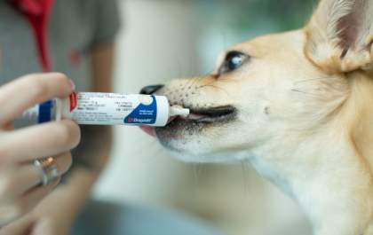 Suplementos manipulados ganham espaço na medicina veterinária