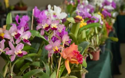 Sábado é último dia para visitar a Exposição de Orquídeas e Rosas do Deserto