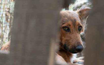 Morador de Três Lagoas é suspeito de estupro contra cães abandonados na rua