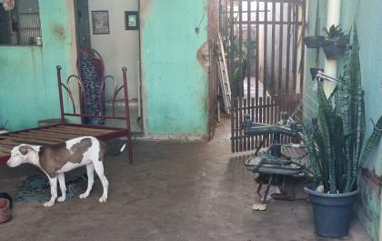 Canil Municipal de Birigui recolhe 8 cães por suspeita de maus-tratos após mulher ser atacada por Pit bull