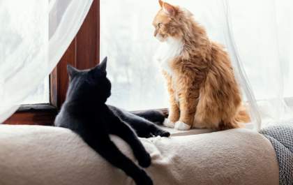 Animais de estimação em apartamentos exigem cuidados especiais