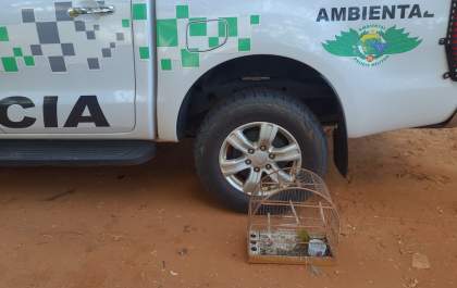 Mulher é multada por maus tratos animais e manter ave em cativeiro