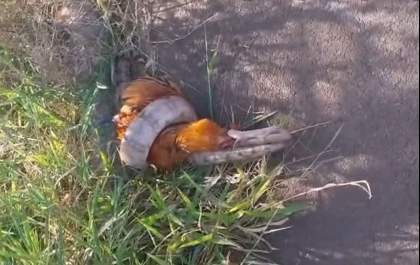 Vídeo de cobra engolindo galo circula nas redes e preocupa moradores de Três Lagoas