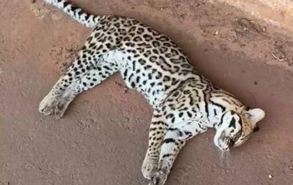Dois filhotes de jaguatirica são encontrados mortos em rodovias da região