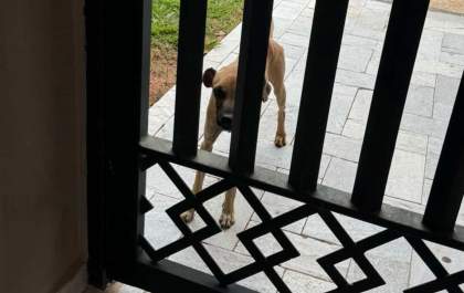 Cão segue jovem por 15 km durante ‘treinão’ em Araçatuba
