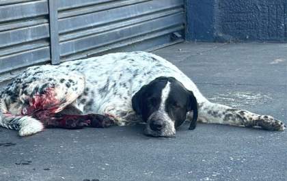 Casal é preso após castração clandestina de cão usando faca em Buritama