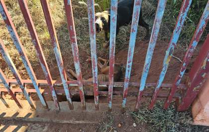 Cães em situação de maus-tratos são resgatados em terreno no Jardim Europa