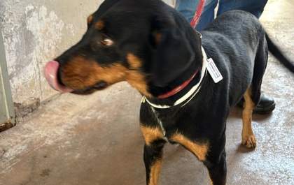 Tutor não aparece e cão recolhido em praça vai para adoção