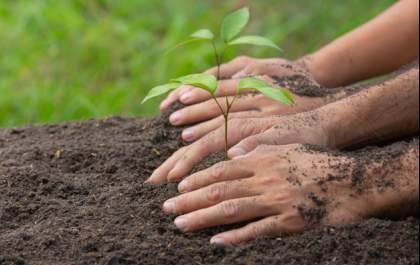 Plantio de 50 mudas antecipa início das atividades da Semana do Meio Ambiente