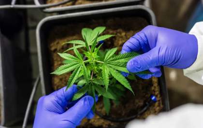 Cultivo de cannabis medicinal pelo agronegócio é destaque em congresso