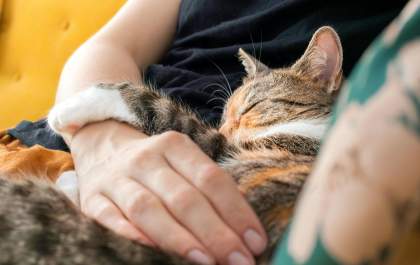 Síndrome silenciosa faz vítimas entre cães e gatos