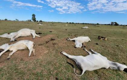 Frio intenso previsto para MS acende alerta para morte de animais