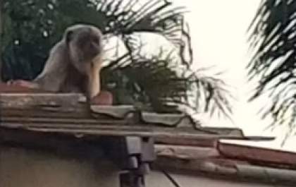 Macaca é capturada pelos bombeiros