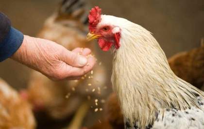 Casos suspeitos de gripe aviária são descartados em MS