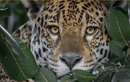 Você sabia que é possível adotar uma onça-pintada em Mato Grosso do Sul?