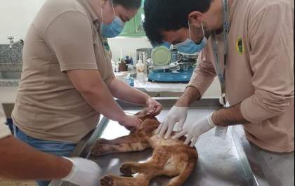 Prefeitura abre novo chamamento para serviço de reabilitação de animais silvestres