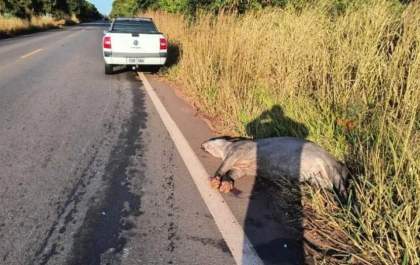 Acidentes com Antas em Rodovias de MS Resultam em 48 Óbitos