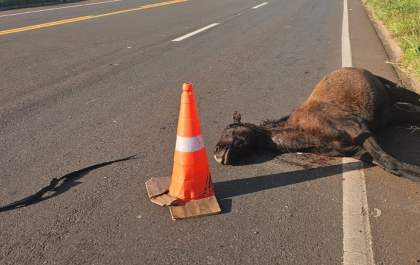 Animal atropelado na BR-262 vira armadilha na divisa MS/SP