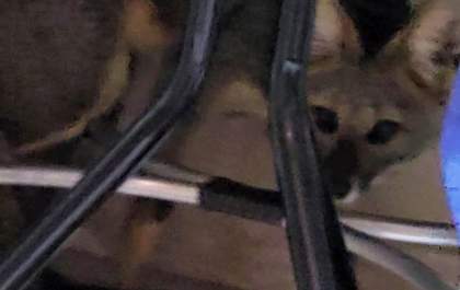 Raposa invade residência em Andradina e surpreende moradores ao acordarem