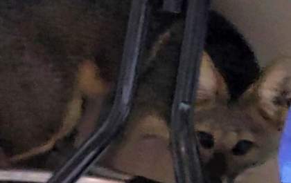 Raposa invade casa em Andradina e surpreende moradores