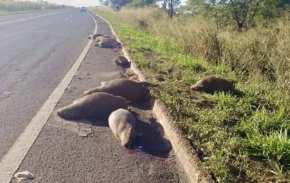 Família de capivaras é morta por atropelamento na BR-267