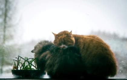 Frio intenso aumenta riscos para cães e gatos no Brasil