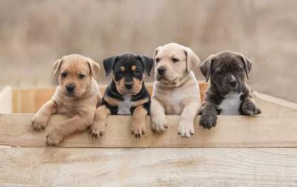 Tatuar ou colocar piercing em cães e gatos agora é crime ambiental