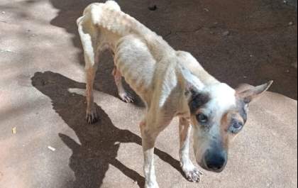 Centro de zoonoses recolhe 8 cães em residência em Birigui após denúncia de maus-tratos