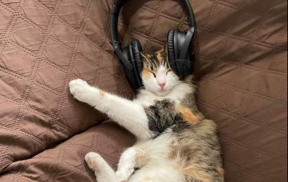 A música certa pode mudar a vida do seu pet