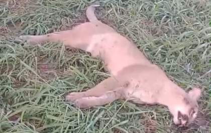 Onça-parda é encontrada morta na beira de estrada
