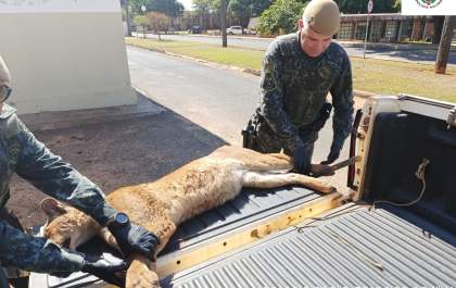 Onça-parda encontrada morta em estrada é trazida para Araçatuba