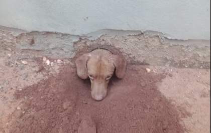 Cachorro fica com a cabeça presa em muro e é resgatado pelos Bombeiros em MS