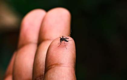 Dengue e Chikungunya já causaram 28 mortes em MS