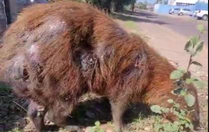 Capivara ferida é encontrada na Lagoa Maior em Três Lagoas