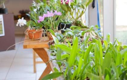 Três Lagoas recebe Exposição de Orquídeas e Rosas do Deserto na Casa do Artesão