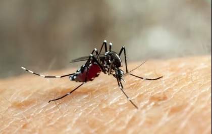 USP avança em pesquisas no desenvolvimento de vacina contra vírus zika