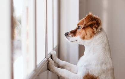 Justiça nega pensão alimentícia para cachorro após divórcio de tutores