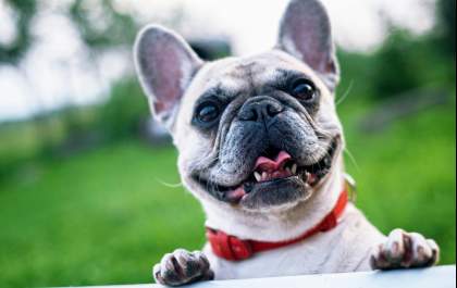 Transplantes em pets exigem compatibilidade e acompanhamento contínuo