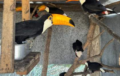 De volta para casa: animais reabilitados no CRAS retornam à natureza no coração do Pantanal