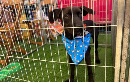 Shopping terá feira de adoção de cães e gatos neste domingo