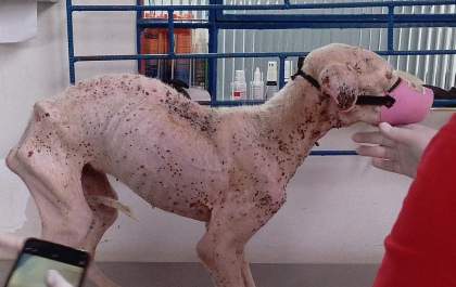 Morre Pitbull encontrada em situação de maus-tratos em Birigui