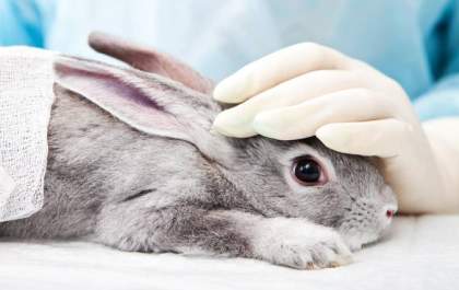 Lei que proíbe uso de animais em testes para cosméticos e produtos de higiene é sancionada