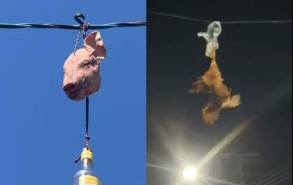 Imagens de galinha e cabeça de porco circulam em Três Lagoas antes de Palmeiras x Corinthians